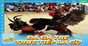 Đá gà tre trực tiếp là gì?