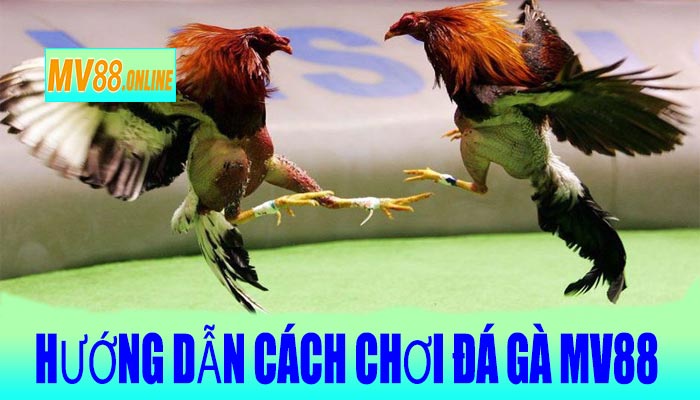 Hướng dẫn cách chơi Đá Gà MV88