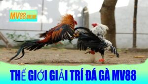 Thế Giới Giải Trí Đá Gà MV88