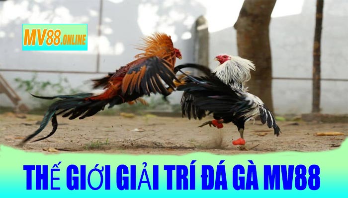 Thế Giới Giải Trí Đá Gà MV88